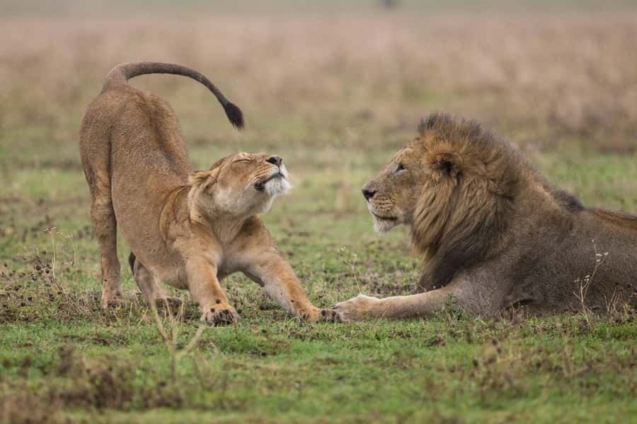 Nairobi : Nairobi National Park: 5- hours Guided Game Drive - Four hours of searching for lions and rhinos