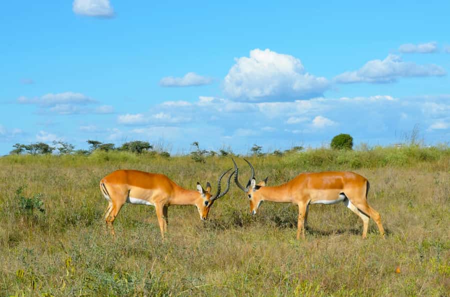 Nairobi : Nairobi National Park: 5- hours Guided Game Drive - Morning light, afternoon heat, and photo chances
