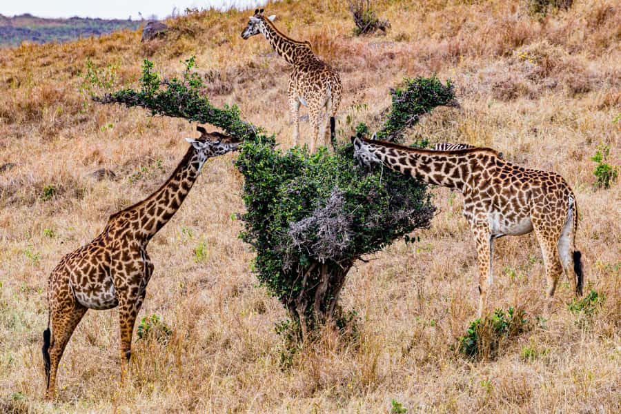 Nairobi : Nairobi National Park: 5- hours Guided Game Drive - The guides: George, Tasha, and the Ruma team