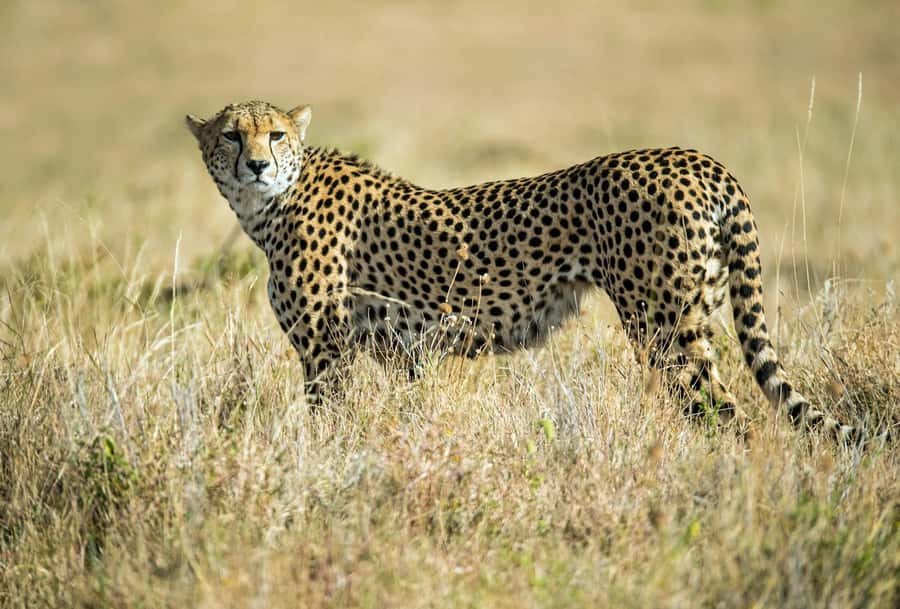 Nairobi : Nairobi National Park: 5- hours Guided Game Drive - The price needs a careful second look