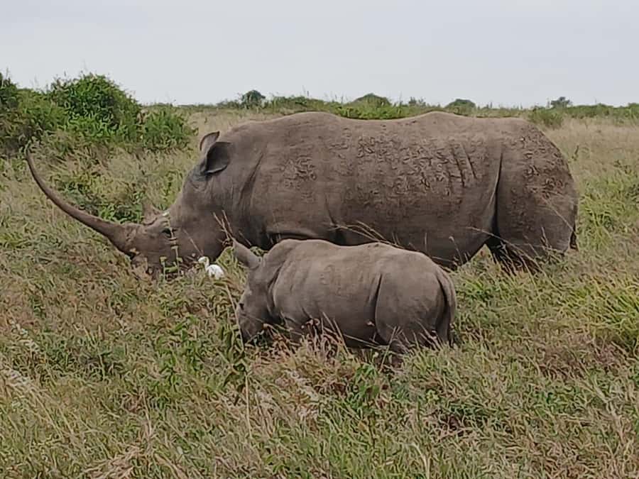 Nairobi : Nairobi National Park: 5- hours Guided Game Drive - Booking details worth checking before you go