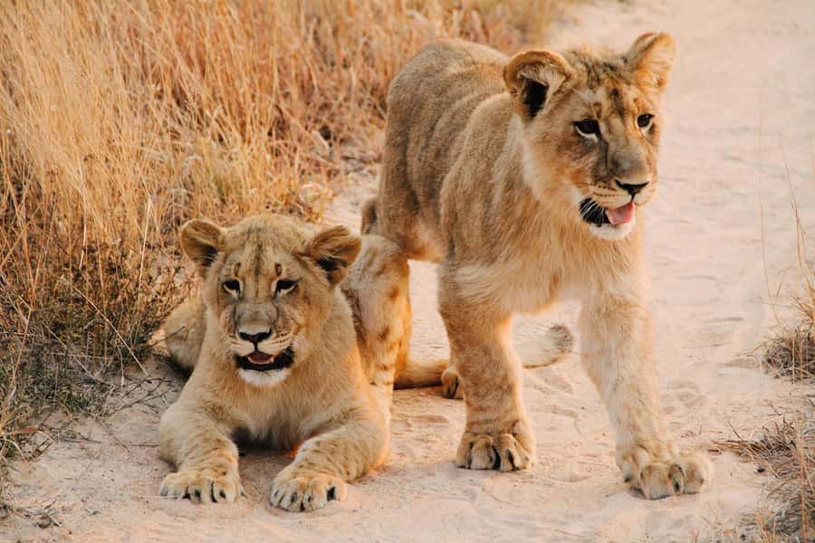 Nairobi : Nairobi National Park: 5- hours Guided Game Drive - What the five-hour schedule really means