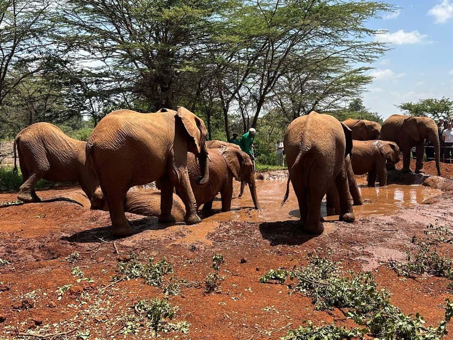 Nairobi:Nairobi national park,David sheldrick,GiraffeCenter - Key points to know before booking