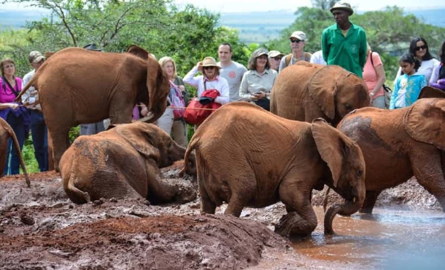Nairobi:Nairobi national park,David sheldrick,GiraffeCenter - A Nairobi safari before breakfast