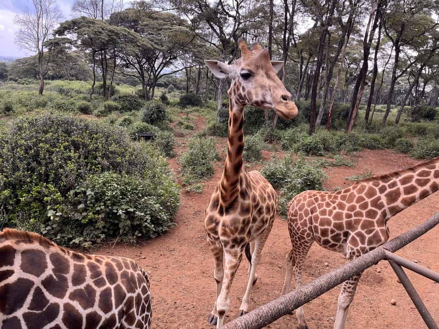 Nairobi:Nairobi national park,David sheldrick,GiraffeCenter - The David Sheldrick Wildlife Trust and its orphan stories