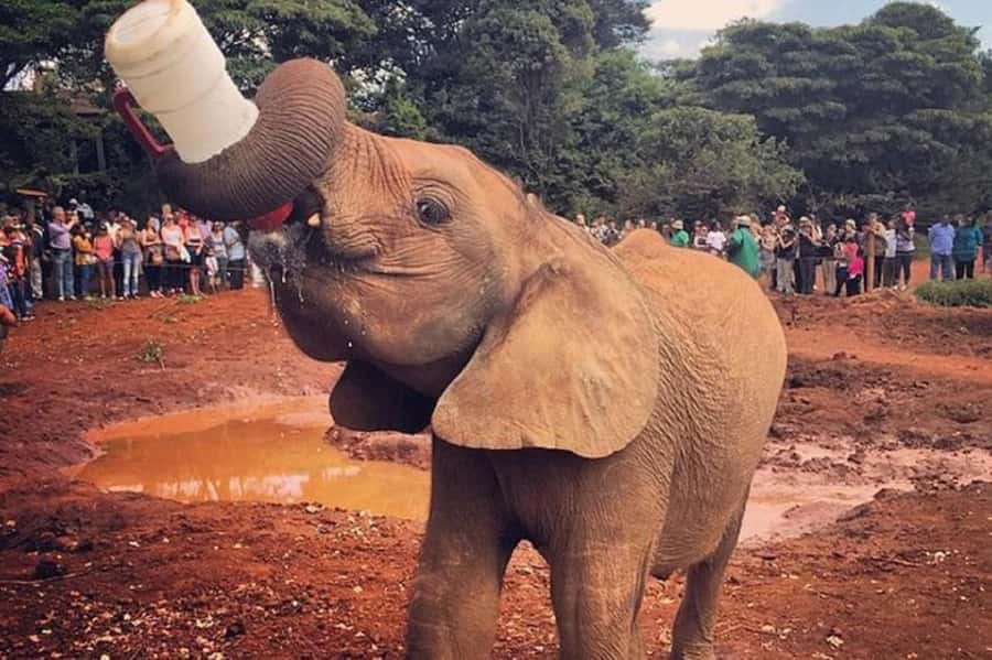 Nairobi:Nairobi national park,David sheldrick,GiraffeCenter - Practical ways to make the morning work