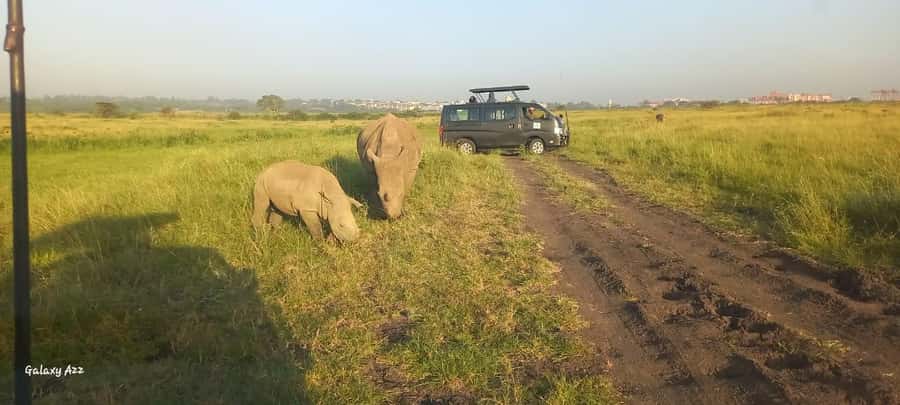 Nairobi:Nairobi national park,David sheldrick,GiraffeCenter - Should you book this Nairobi wildlife tour?