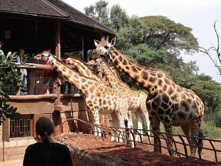 Nairobi:Nairobi national park,David sheldrick,GiraffeCenter - What makes Nairobi National Park worth your time