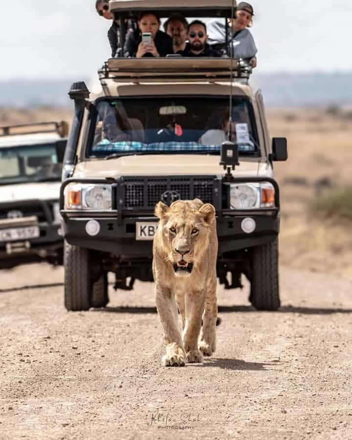 Nairobi: Nairobi National Park Half-Day Game Drive - Key points to know before booking