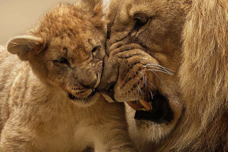 Nairobi: Nairobi National Park Half-Day Game Drive - The Nairobi skyline and Kenya’s conservation story