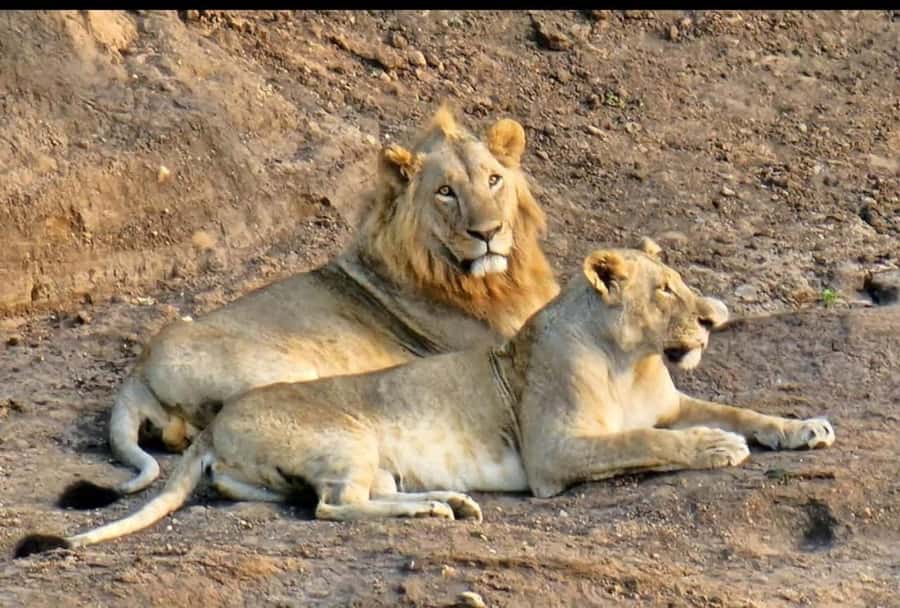 Nairobi: Nairobi National Park Half-Day Game Drive - What the Kazuri Beads Factory adds