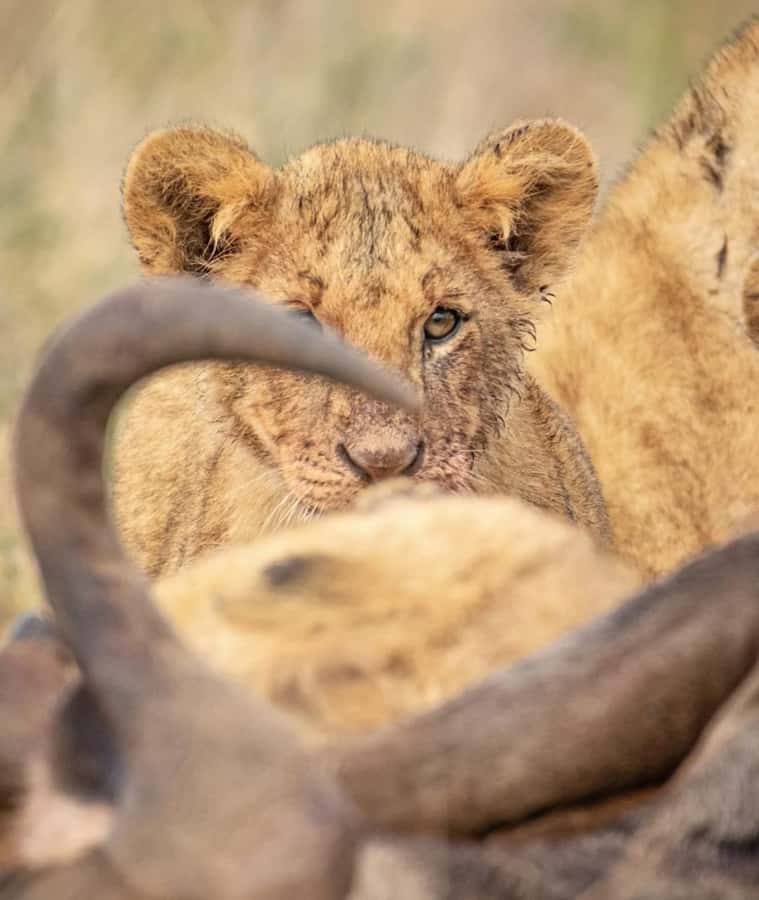 Nairobi: Nairobi National Park Half-Day Game Drive - Who should book this Nairobi game drive?
