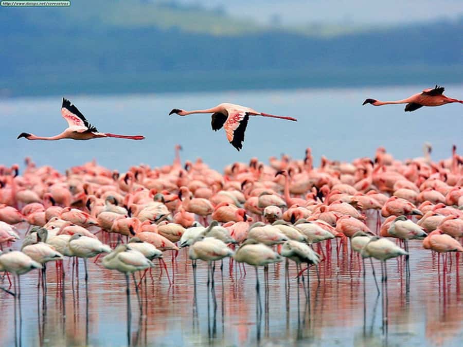 Nairobi: Nakuru National Park and Lake Naivasha Day Tour - Key Points to Know Before You Book
