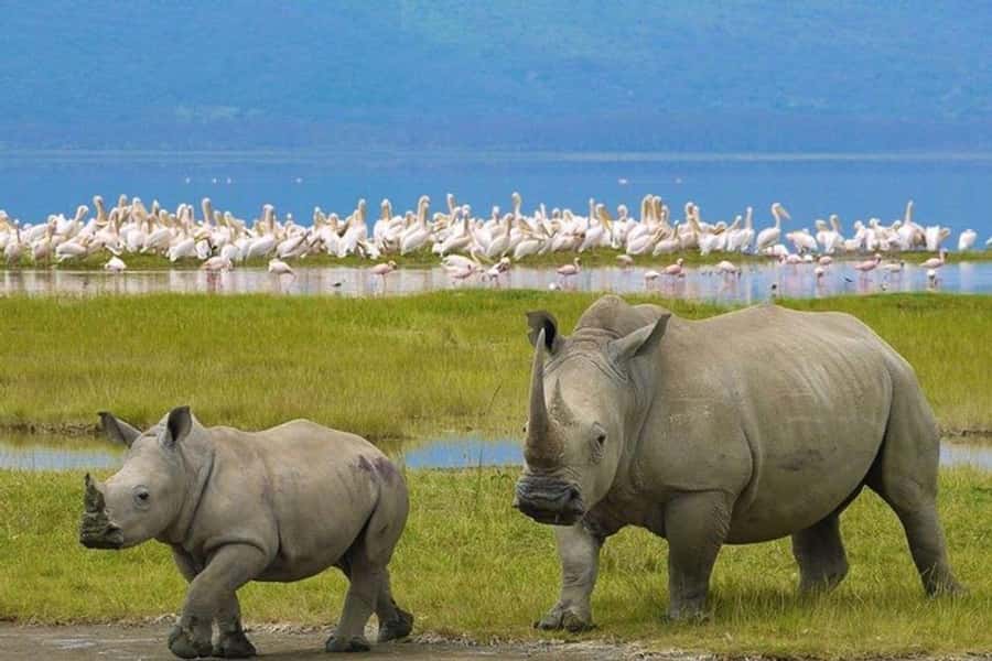 Nairobi: Nakuru National Park and Lake Naivasha Day Tour - Why Lake Nakuru Makes This Day Worthwhile