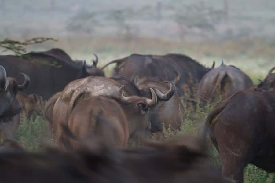Nairobi: Nakuru National Park and Lake Naivasha Day Tour - What the $215 Price Really Covers