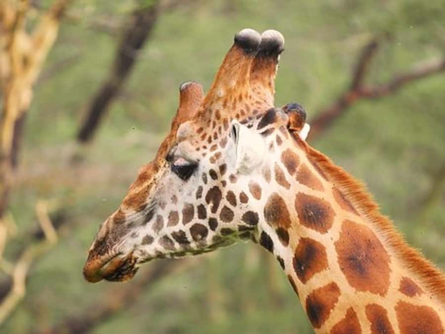 Nairobi: Nakuru National Park and Lake Naivasha Day Tour - The Long Day and Practical Comfort