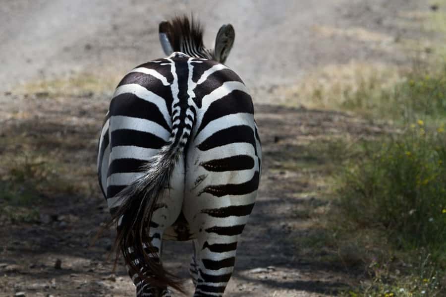 Nairobi: Nakuru National Park and Lake Naivasha Day Tour - Who Will Enjoy This Experience Most