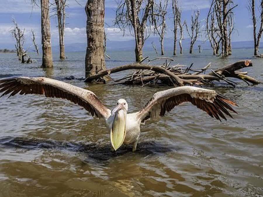 Nairobi: Nakuru National Park and Lake Naivasha Day Tour - Leaving Nairobi Early for the Rift Valley Viewpoint