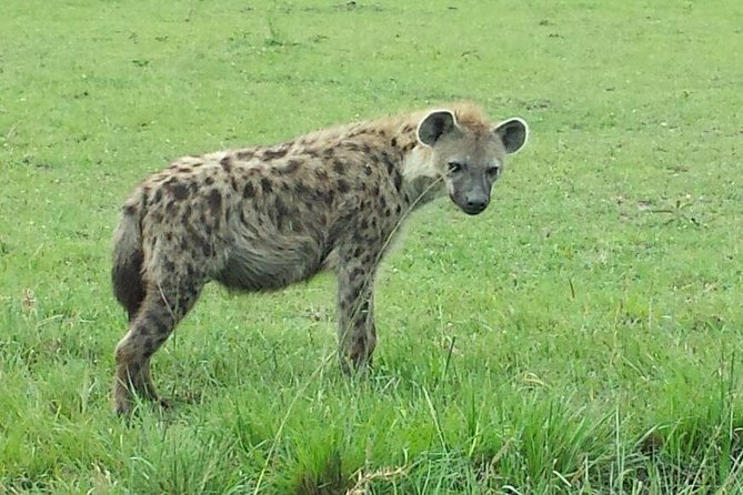 Nairobi National Park 1.p.m Game Drive - Why Nairobi National Park Works So Well as a First Safari
