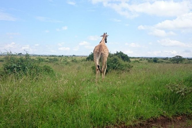 Nairobi National Park 1.p.m Game Drive - What Your Driver-Guide Adds to the Afternoon