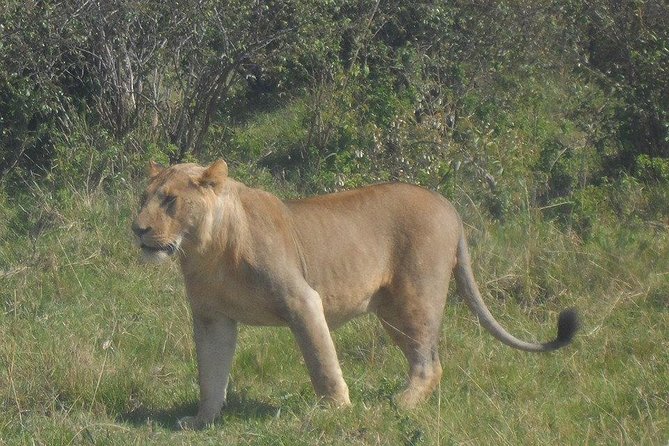 Nairobi National Park 1.p.m Game Drive - How the Afternoon Game Drive Unfolds