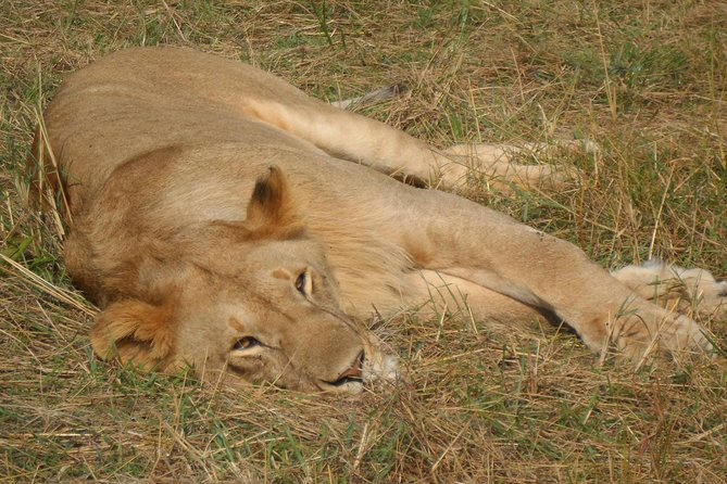 Nairobi National Park 1.p.m Game Drive - What the $75.60 Price Really Covers
