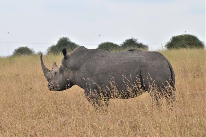 Nairobi National Park - Why Nairobi National Park works so well for a short safari
