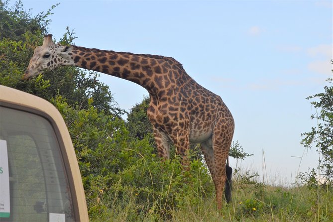 Nairobi National Park - Inside the park: plains, acacias, and city views