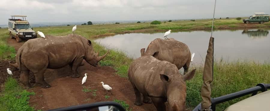 Nairobi National Park 5-hour Guided Game Drive Free Pick up - Key points at a glance
