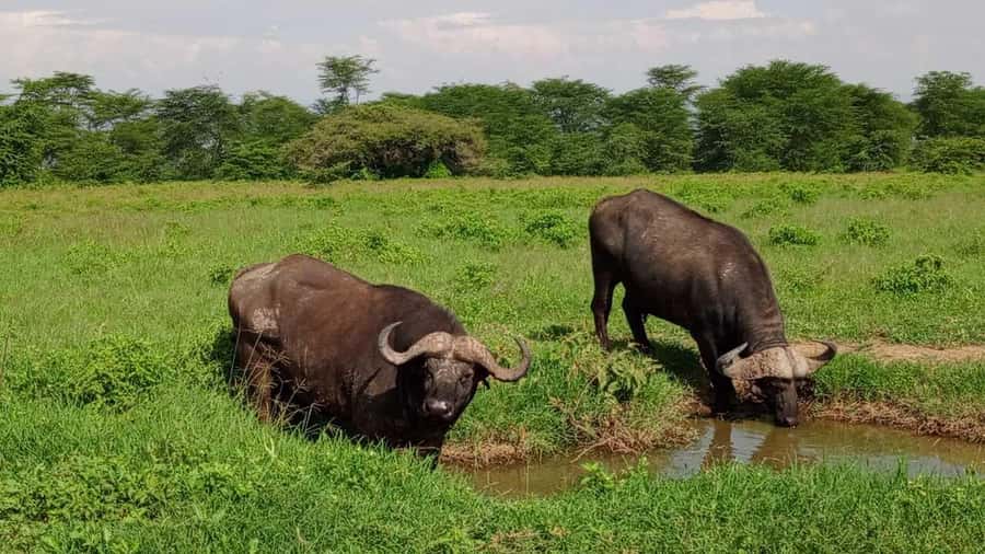 Nairobi National Park 5-hour Guided Game Drive Free Pick up - Five hours of game viewing inside the park