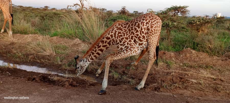 Nairobi National Park 5-hour Guided Game Drive Free Pick up - Shared vehicle or private group?