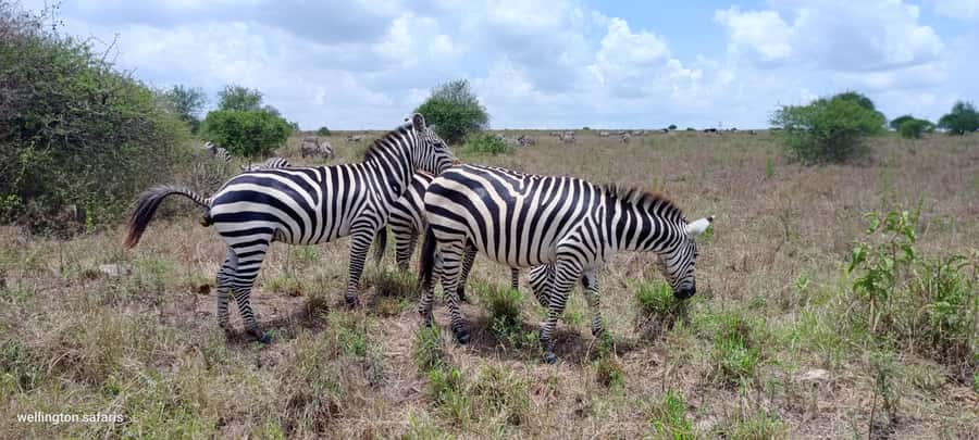Nairobi National Park 5-hour Guided Game Drive Free Pick up - The arts and crafts stop after the safari