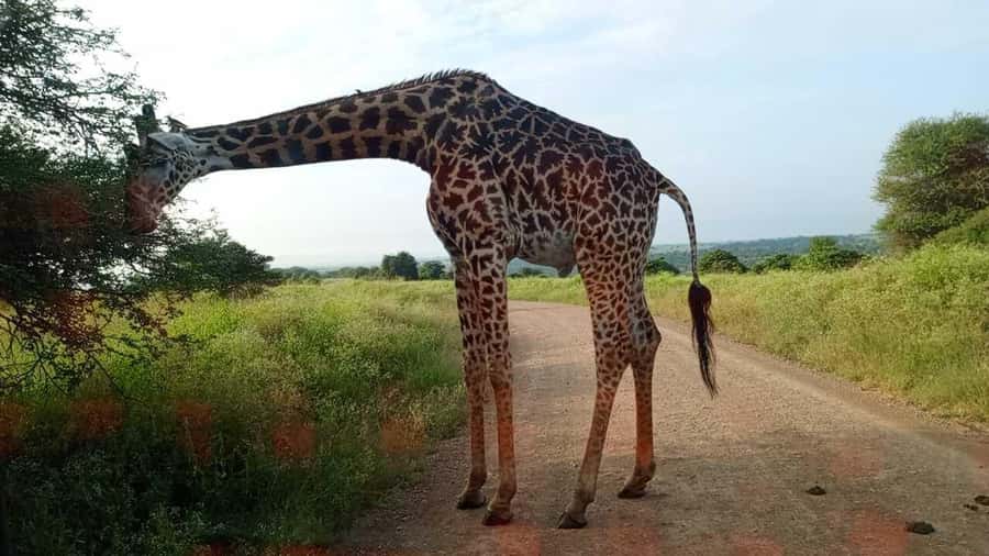 Nairobi National Park 5-hour Guided Game Drive Free Pick up - What the $37 price really means
