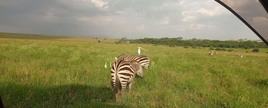 Nairobi National Park 5-hour Guided Game Drive Free Pick up - Who will get the most from this safari?