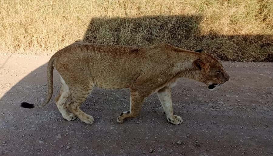 Nairobi National Park 5-hour Guided Game Drive Free Pick up - Hotel pickup and the short ride to the gate