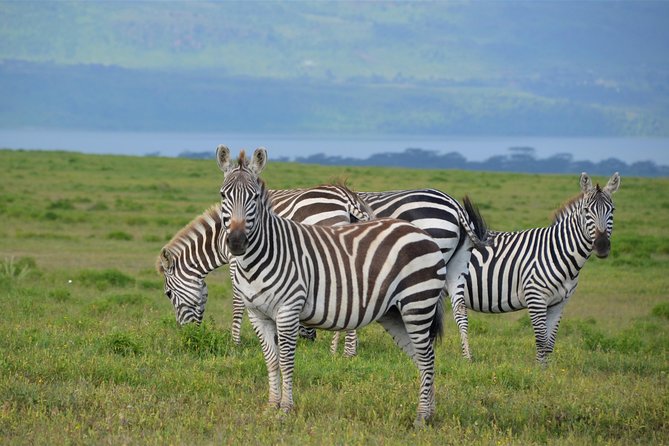 Nairobi National Park - The animals you may see on a half-day game drive