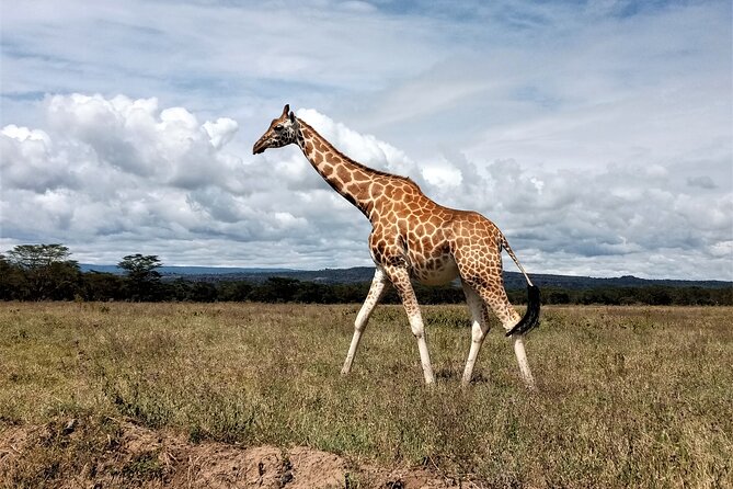 Nairobi National Park 6 am Group-Joining Game Drive - Rhinos, lions, and the animals you might see