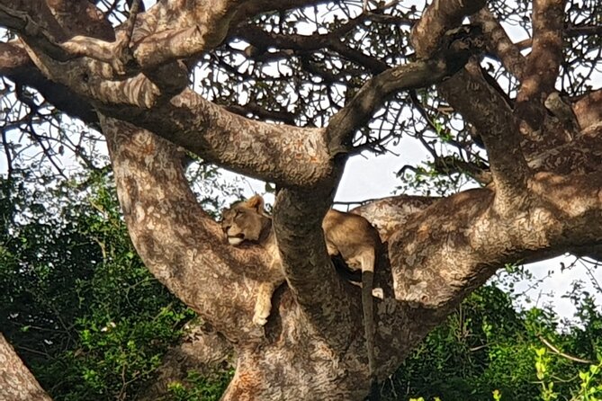 Nairobi National Park 6 am Group-Joining Game Drive - The open-roof 4x4 and the photo advantage