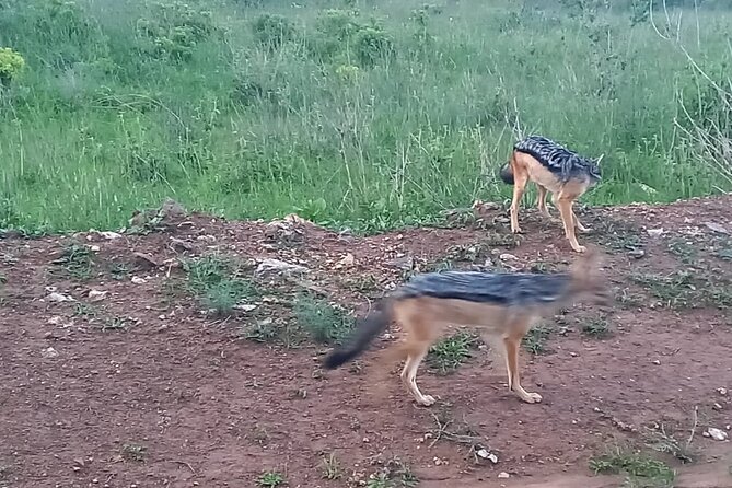 Nairobi National Park 6 am Group-Joining Game Drive - The city connection after the game drive