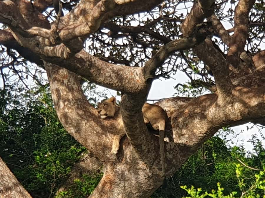 Nairobi National Park 6 am Group Joining Game drive. - Booking details that affect your morning