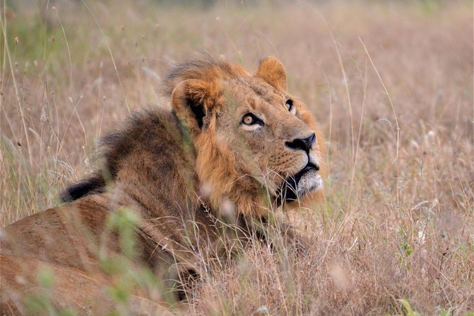 Nairobi National Park - Timing, comfort, and the $185 price