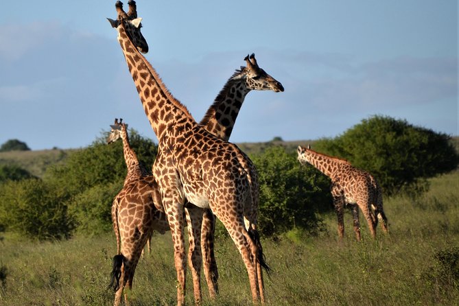 Nairobi National Park - Practical booking advice before you pay