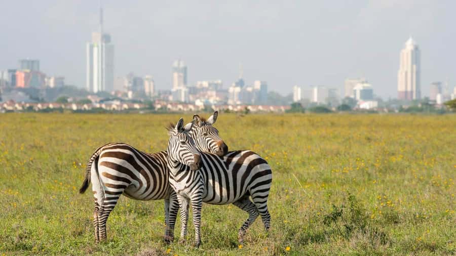 Nairobi National Park –Adventure at City’s Edge Free PickUp - Birds add another reason to keep looking up
