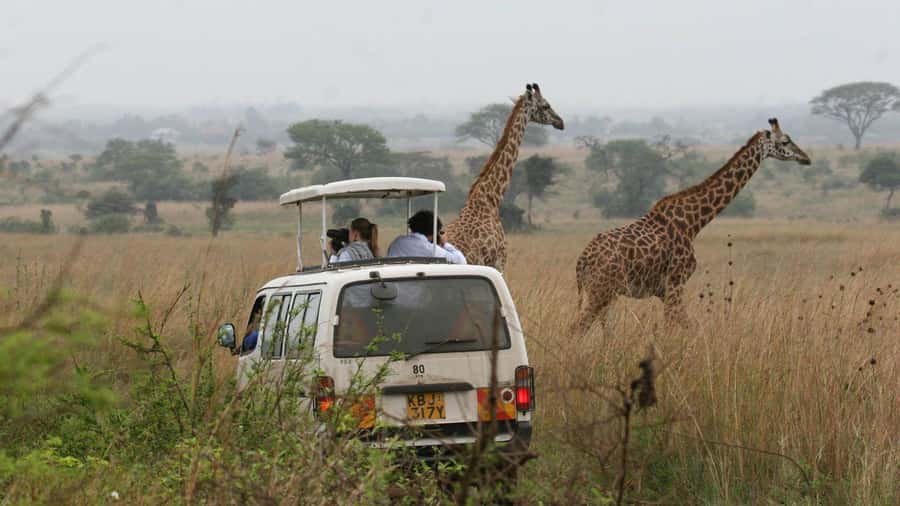 Nairobi National Park –Adventure at City’s Edge Free PickUp - Guides, vehicles, and the quality of the morning