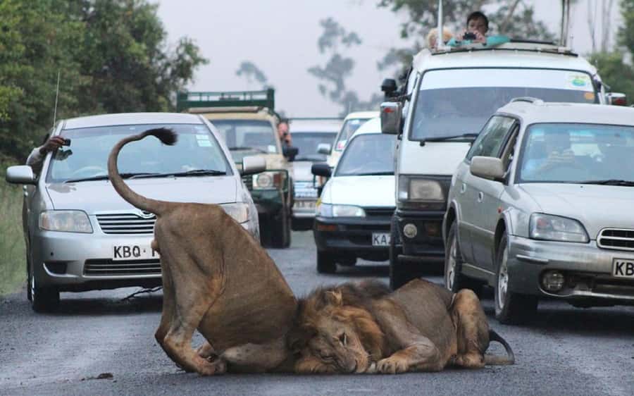 Nairobi National Park –Adventure at City’s Edge Free PickUp - The true price of this half-day safari