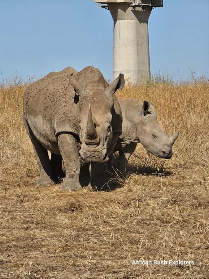 NAIROBI NATIONAL PARK AFTERNOON GAME DRIVE. - Key points to know before booking