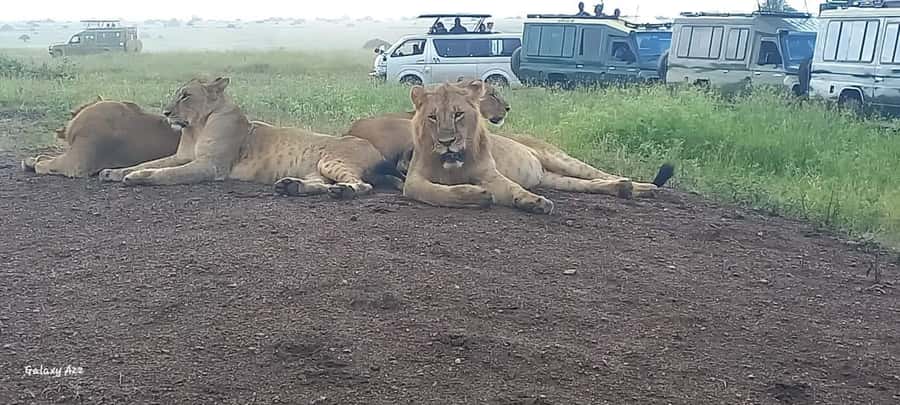 NAIROBI NATIONAL PARK AFTERNOON GAME DRIVE. - Who will get the most from this drive