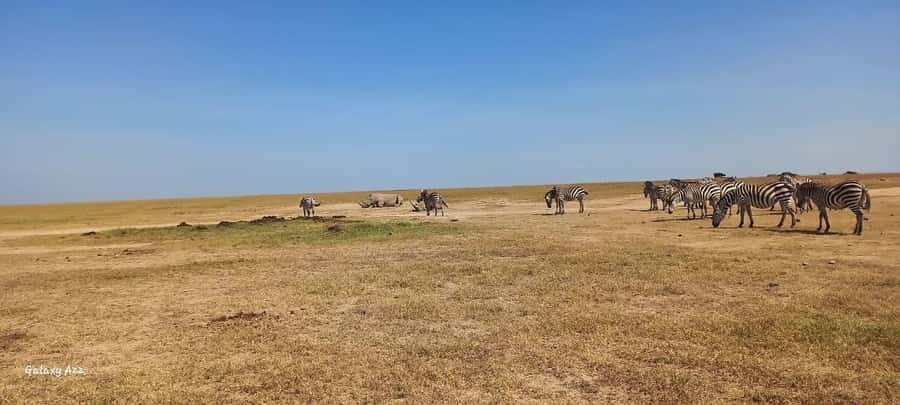 NAIROBI NATIONAL PARK AFTERNOON GAME DRIVE. - Wildlife viewing as the afternoon cools