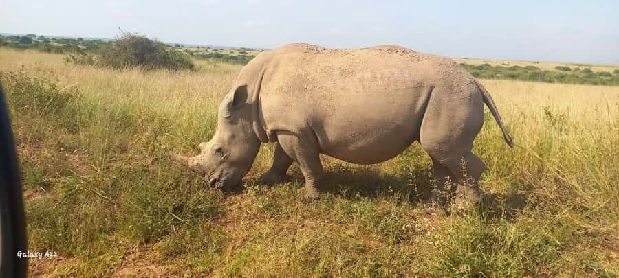 NAIROBI NATIONAL PARK AFTERNOON GAME DRIVE. - A birdwatching bonus between the big sightings