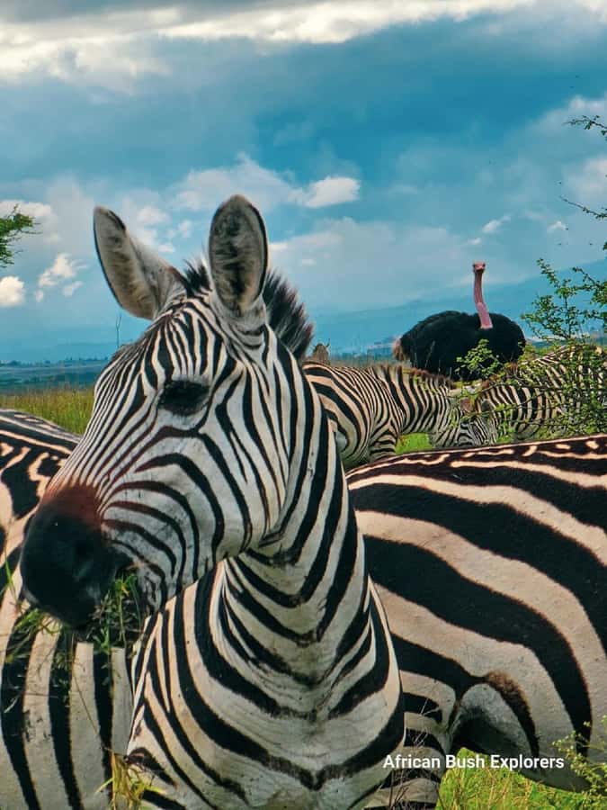 NAIROBI NATIONAL PARK AFTERNOON GAME DRIVE. - The stop after about two and a half hours